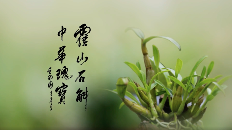 霍山石斛引用方法.png